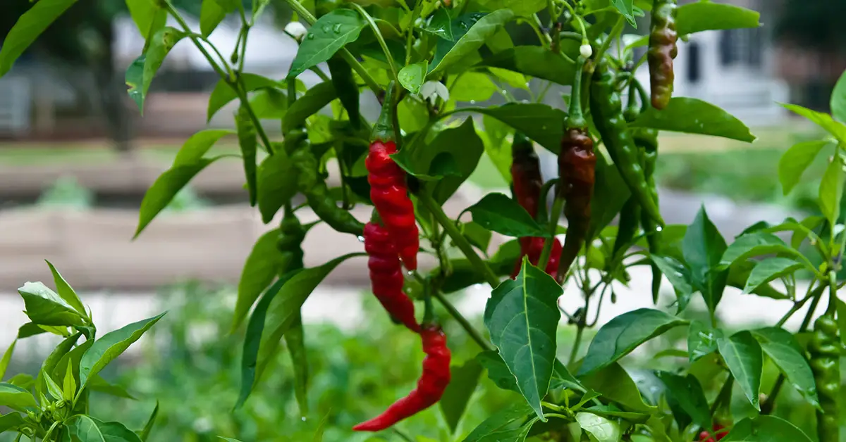 chili pepper plant