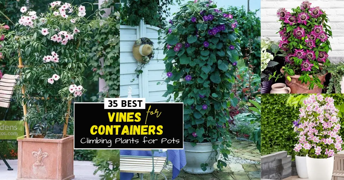 climbing plants