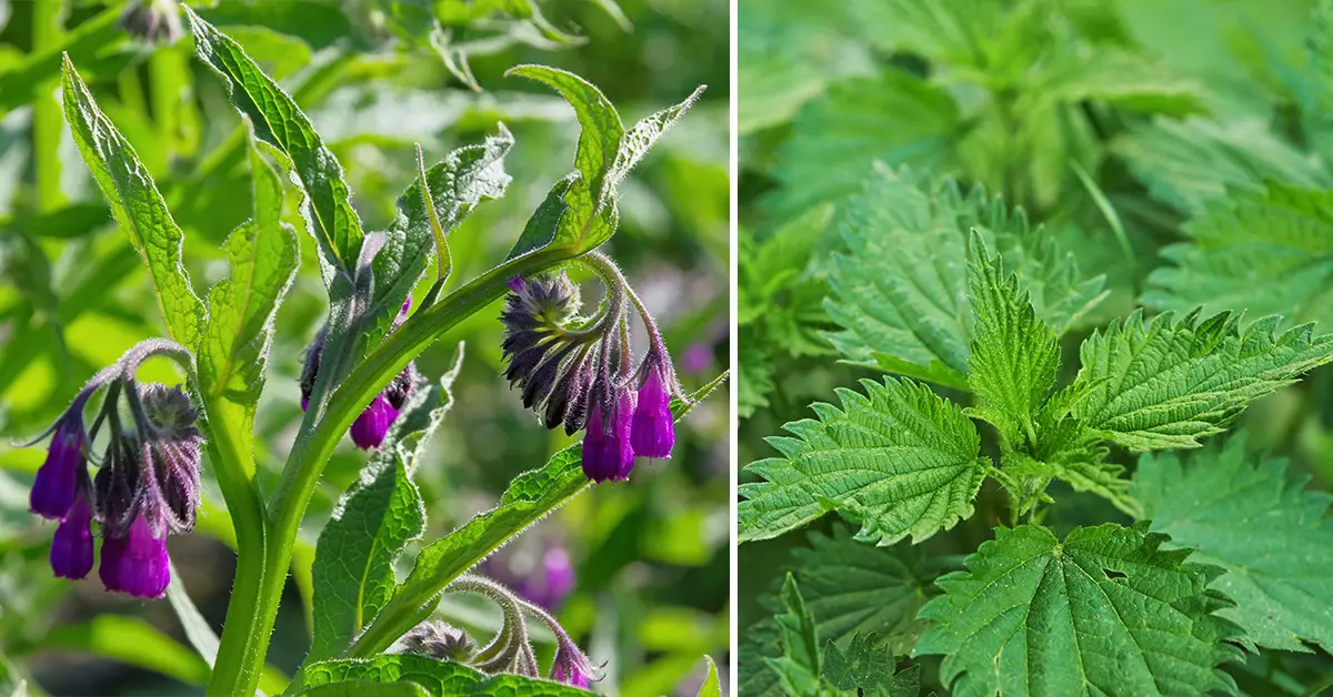 comfrey fertilizer