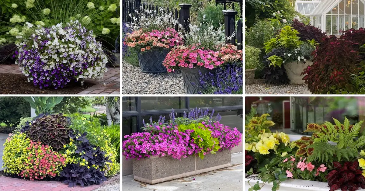 container flowers