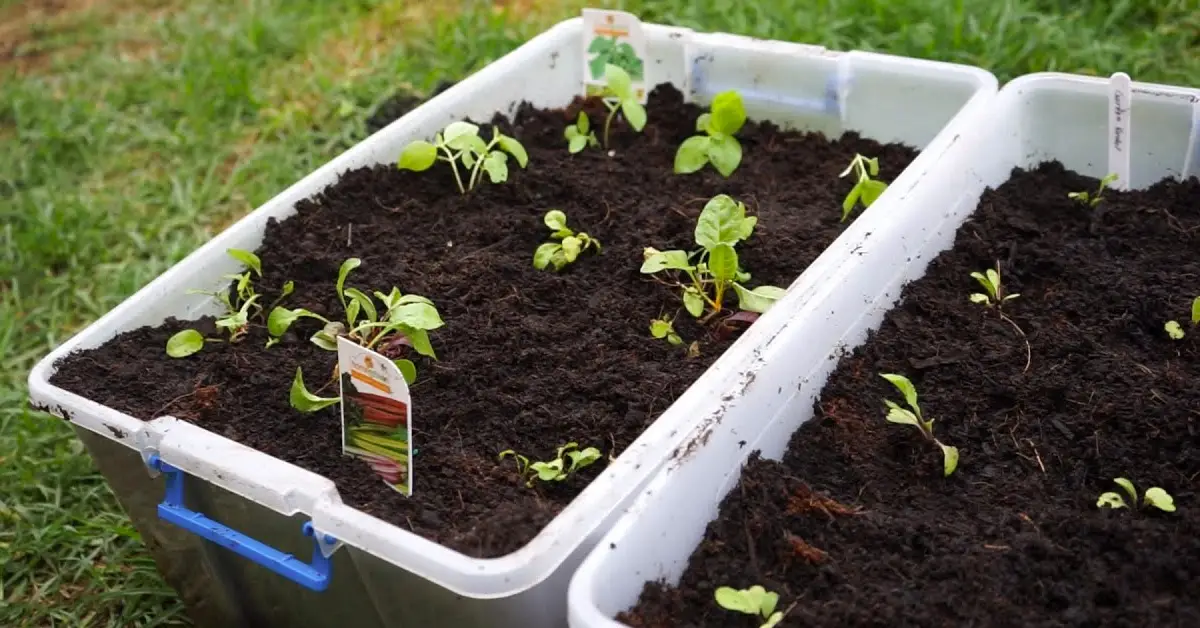 container garden