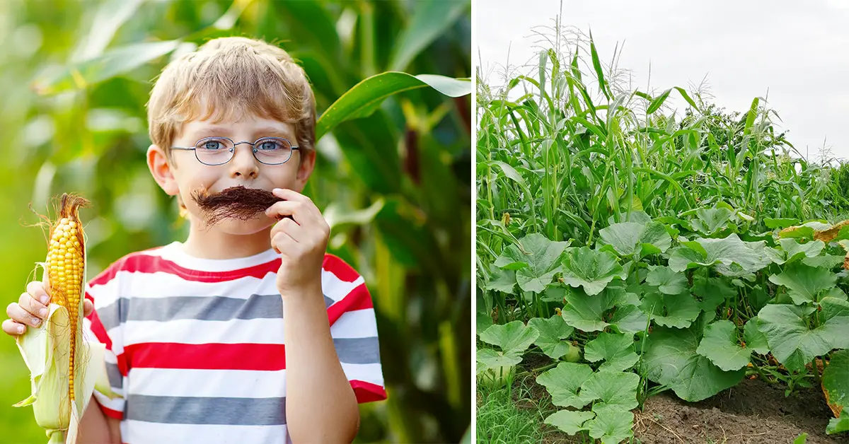 corn companion planting