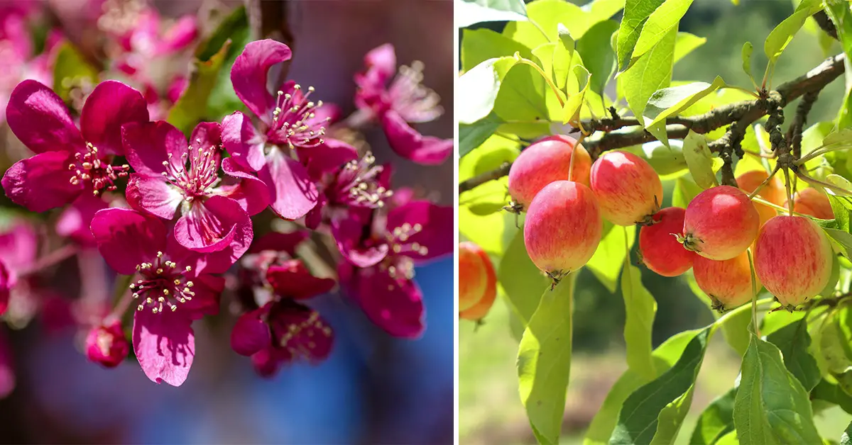 crabapple tree