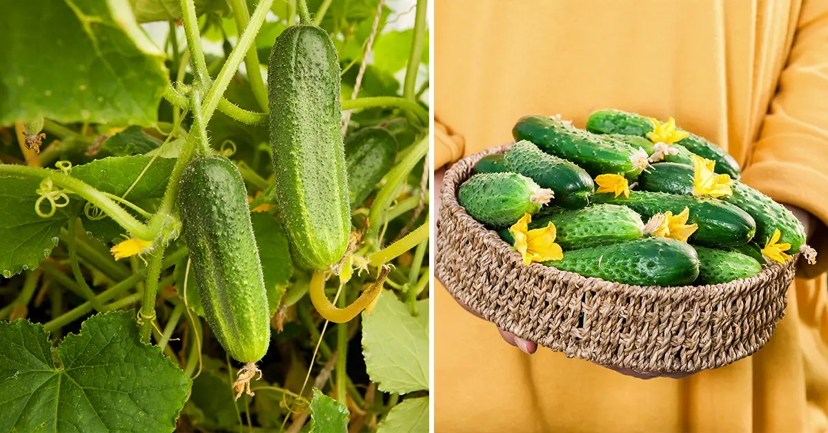 cucumber harvest