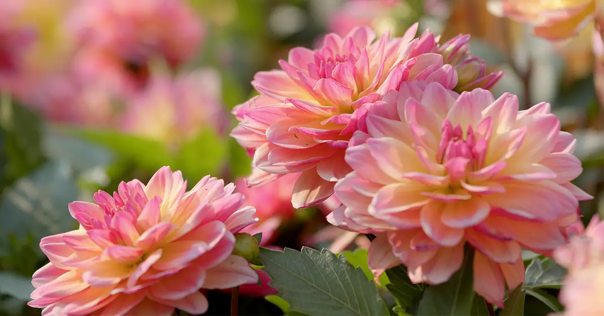 dahlia flowers