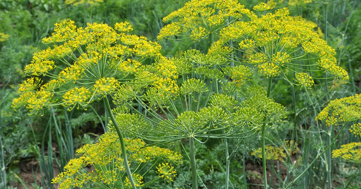 dill