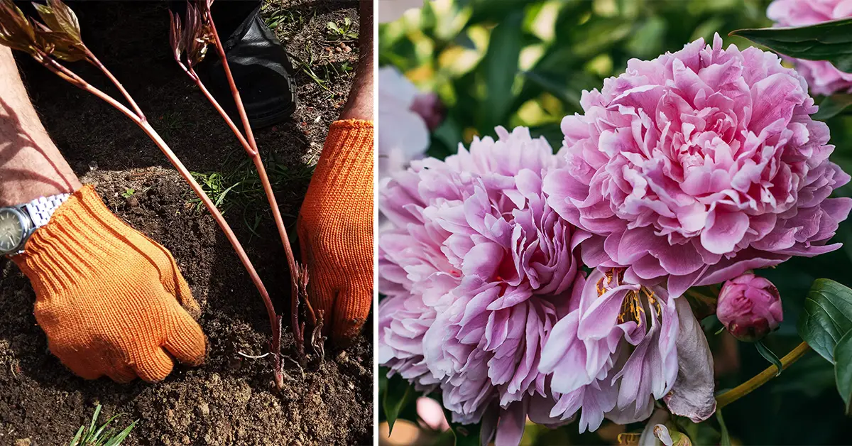 divide peonies