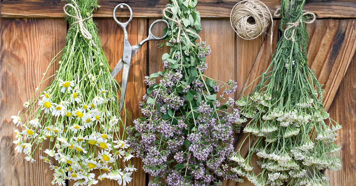 dry herbs