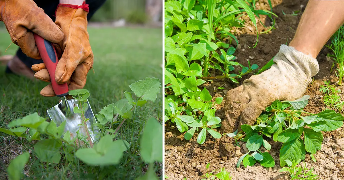 edible weeds