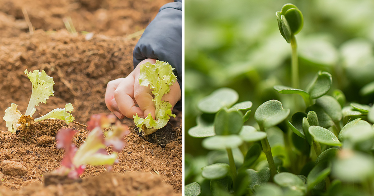 fast growing vegetables