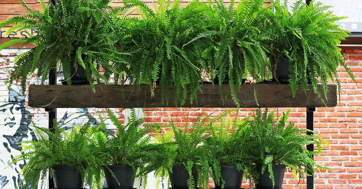 ferns