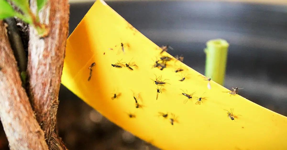 fungus gnats