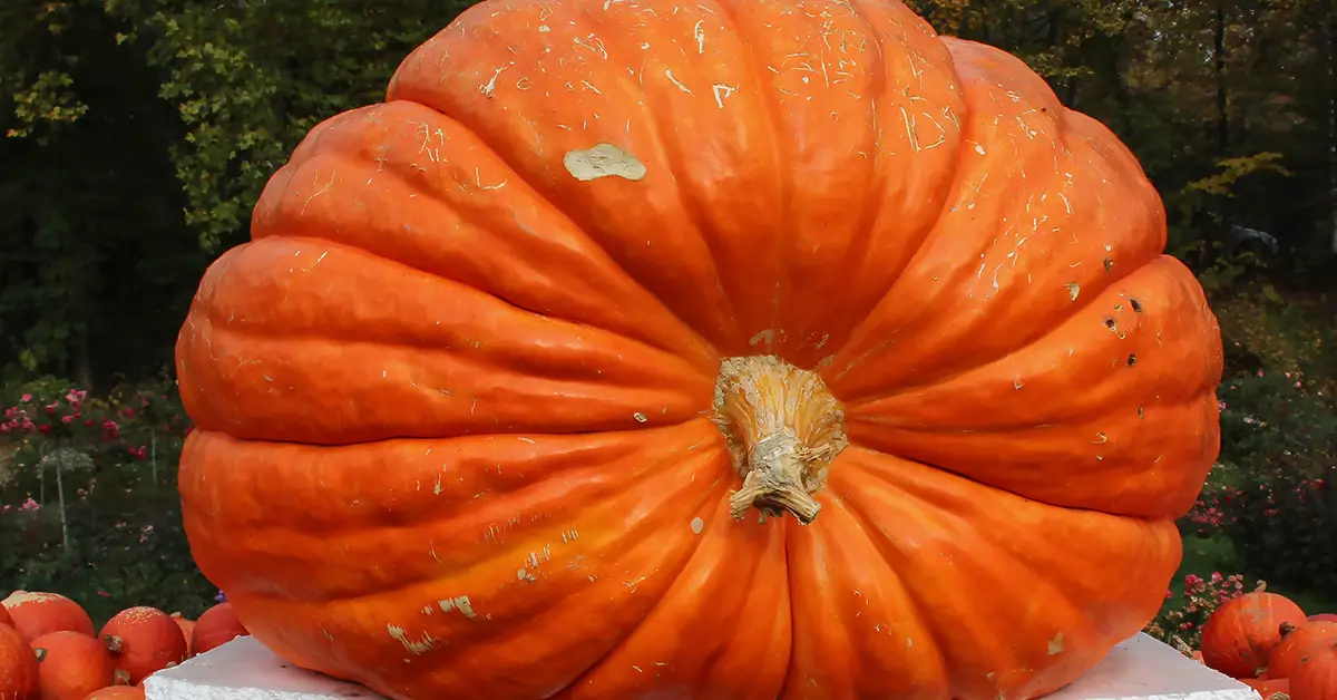 giant pumpkin