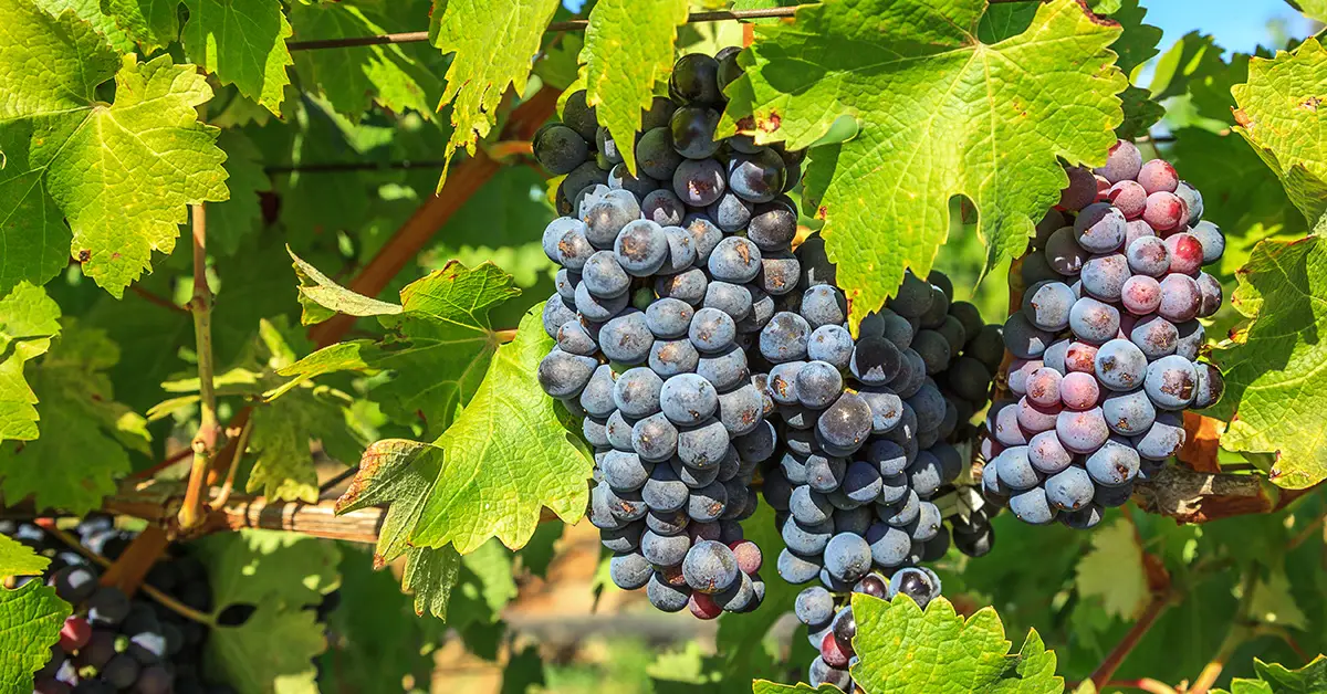 grape trellis