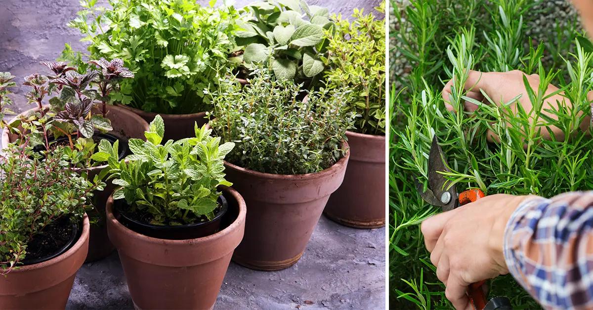 herb garden