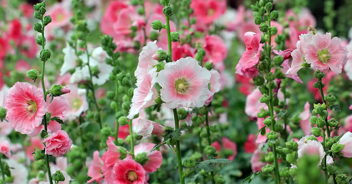 hollyhocks
