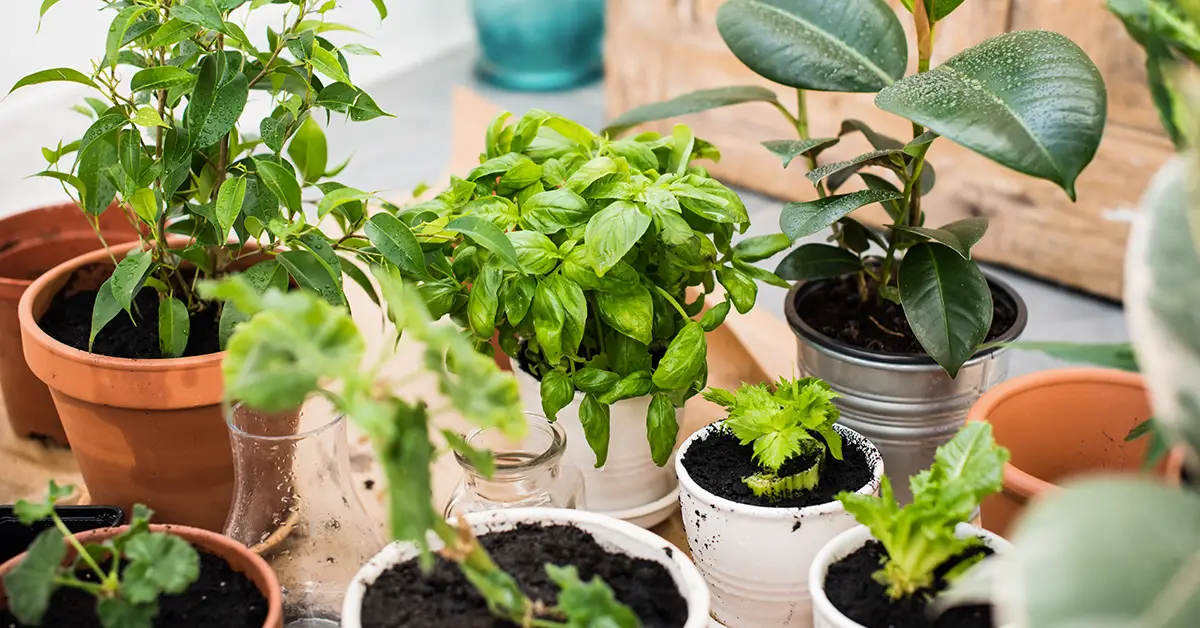 houseplants