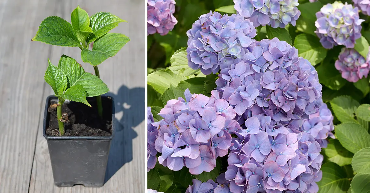 Easiest Way To Propagate Hydrangeas