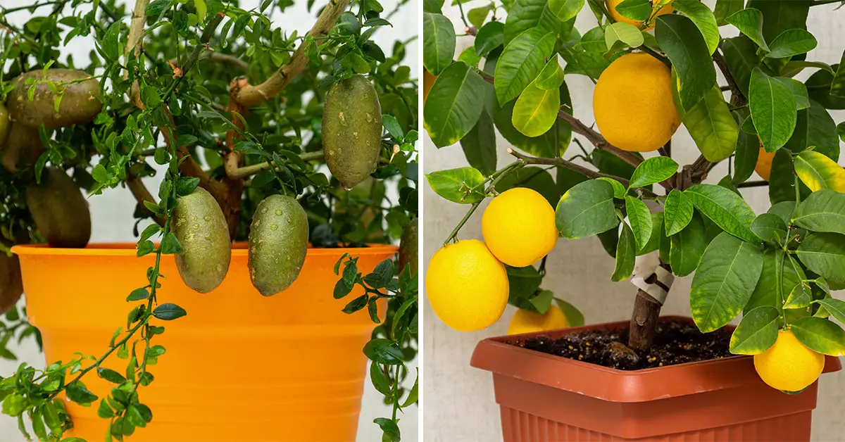 indoor fruit trees