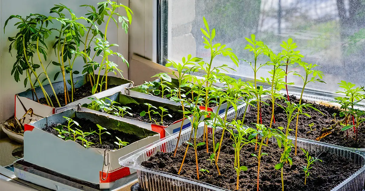 indoor vegetables
