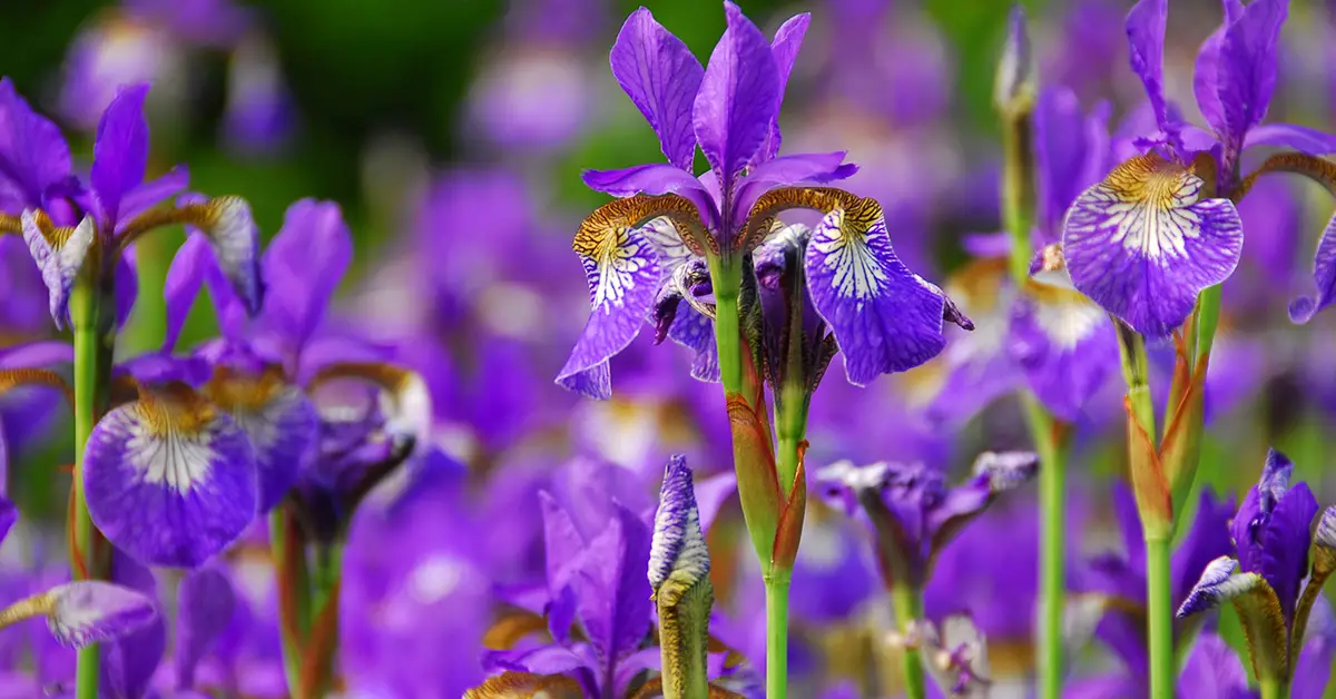 Tips for How to Get Your Irises to Bloom