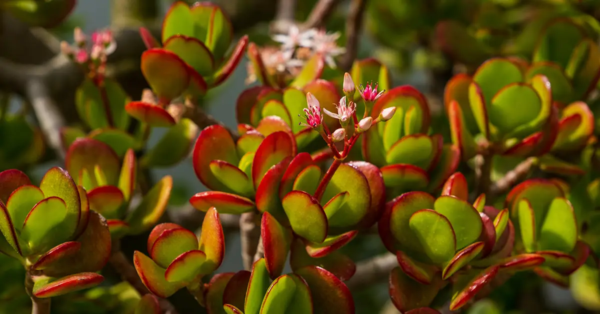 red jade plant