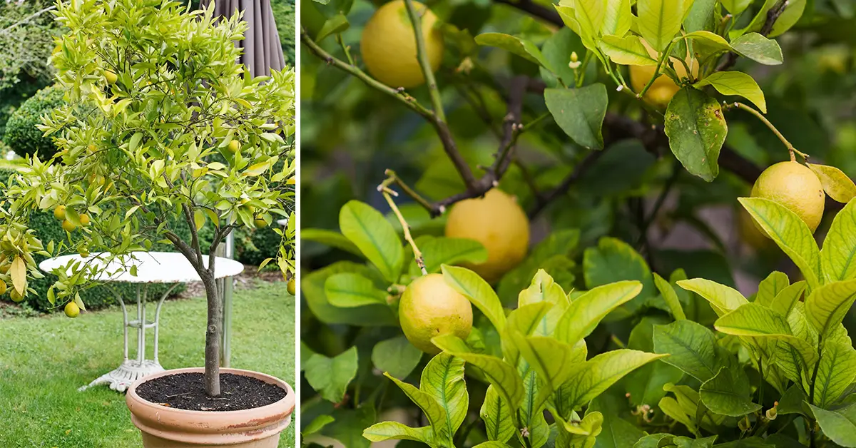 lemon tree in container
