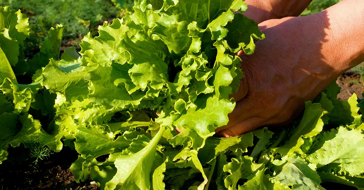 lettuce