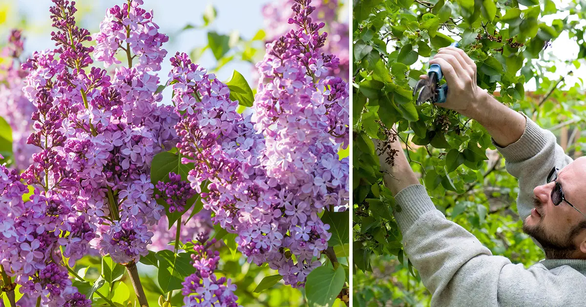 lilac pruning