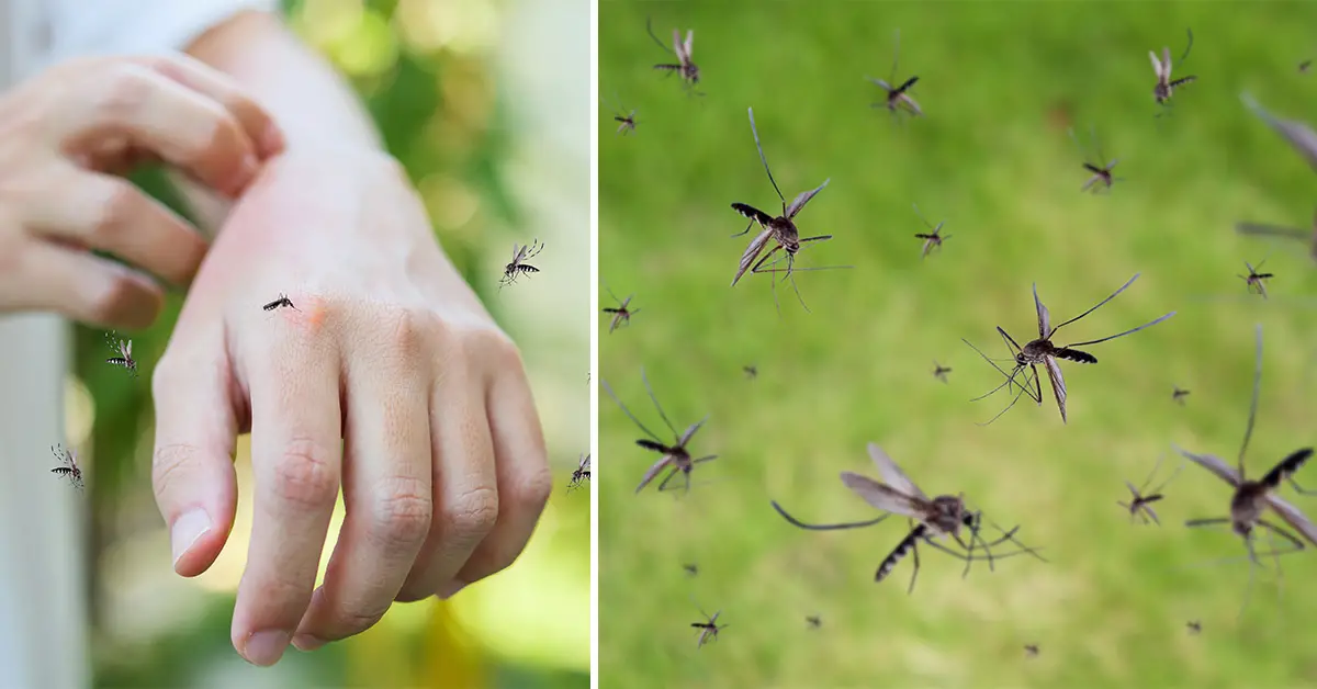 mosquitoes