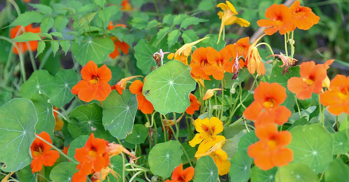 nasturtium