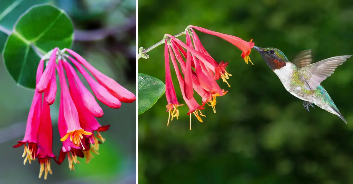 native honeysuckle