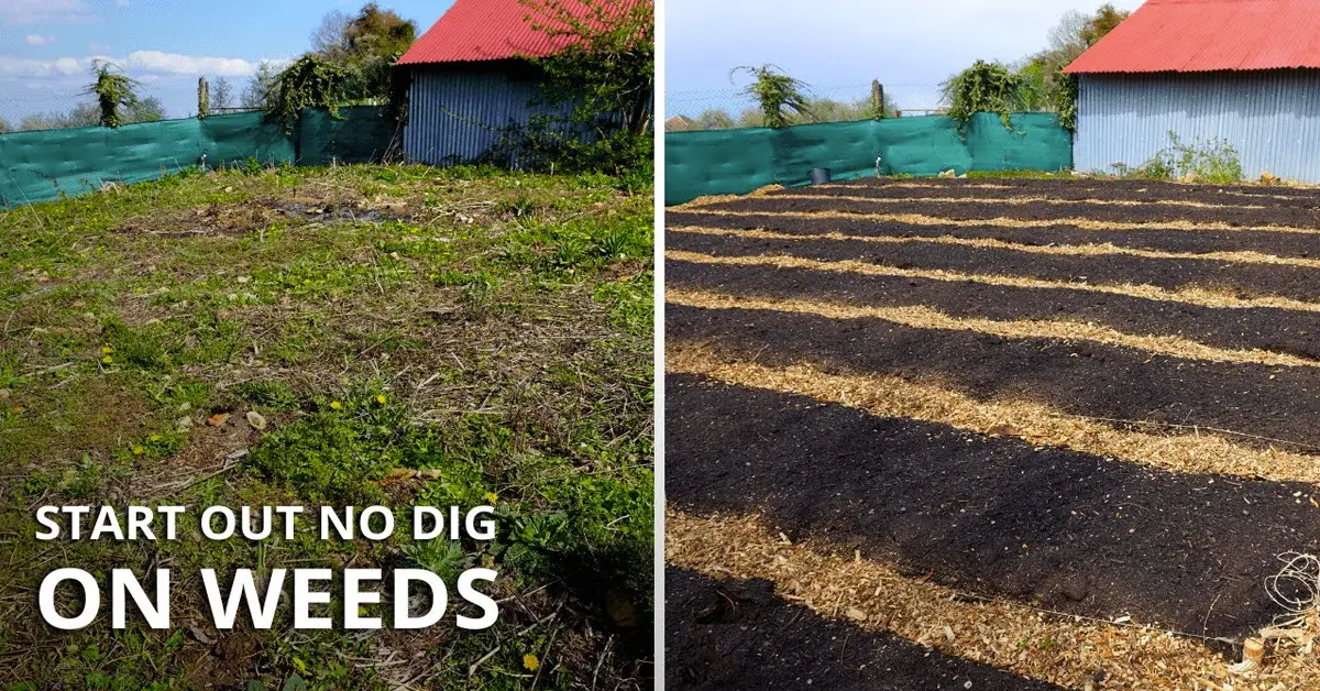 no dig garden