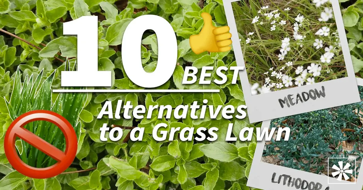 10 Alternatives to Grass for Your No-Mow Lawn