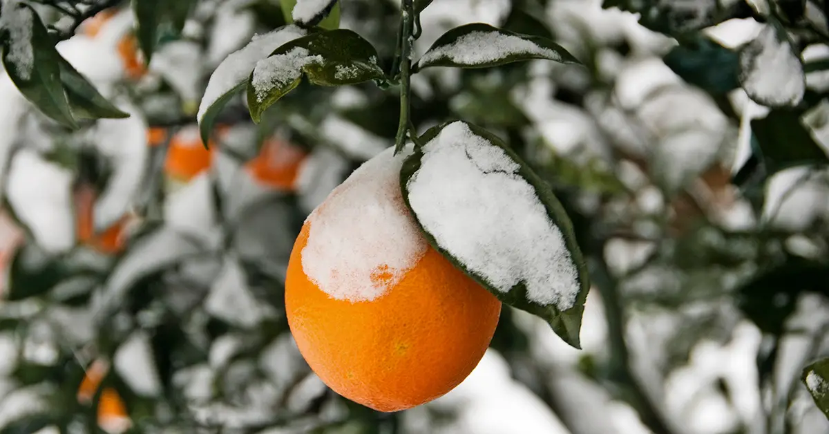 orange in the snow