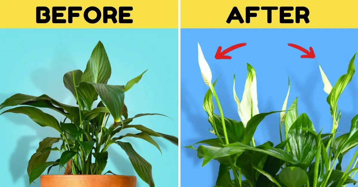 how-to-get-your-peace-lily-to-bloom