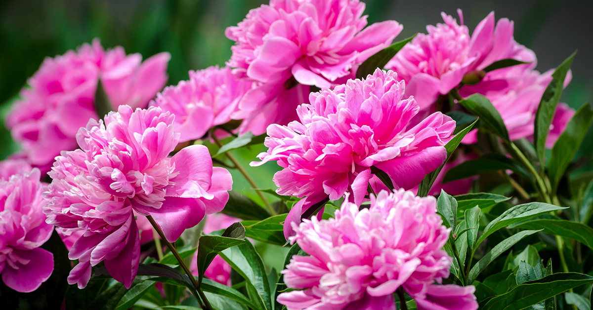 If Your Peonies Aren't Blooming, Here is How to Fix It