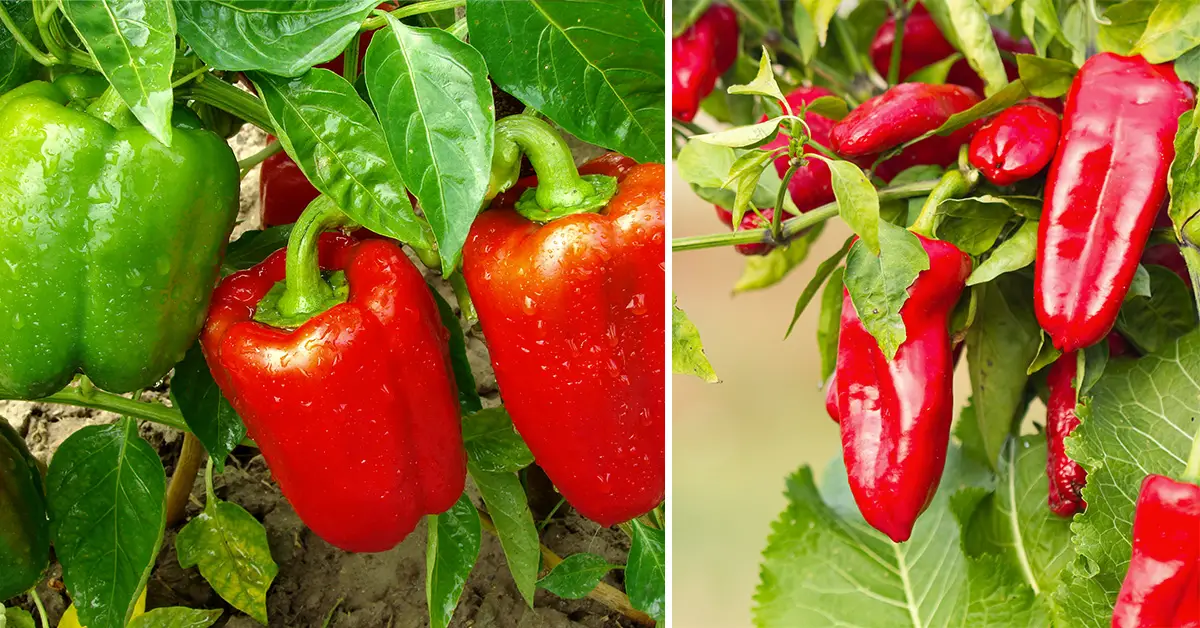 pepper plants