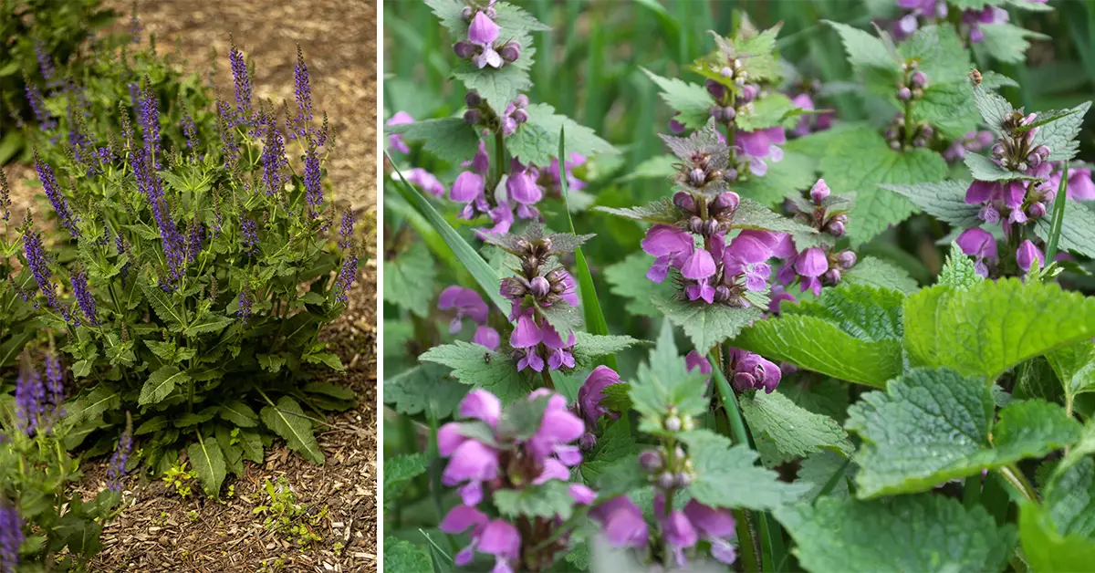 perennial deer resistant flowers