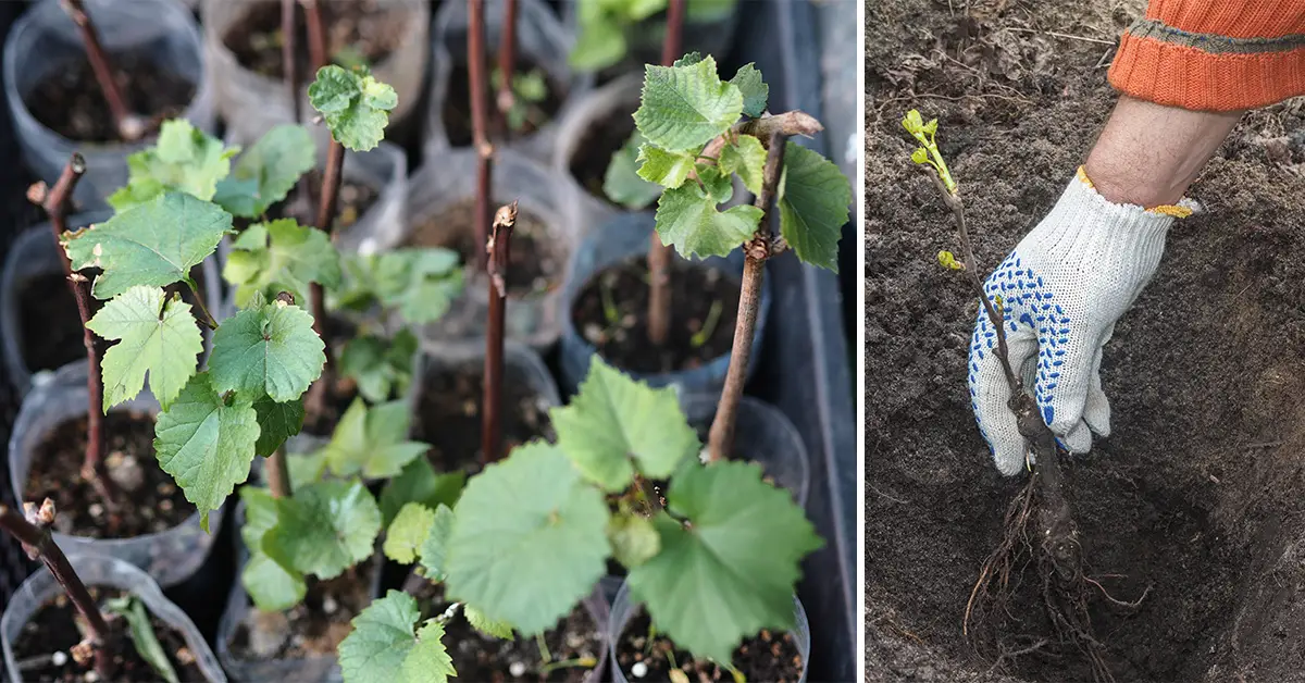 planting grapes