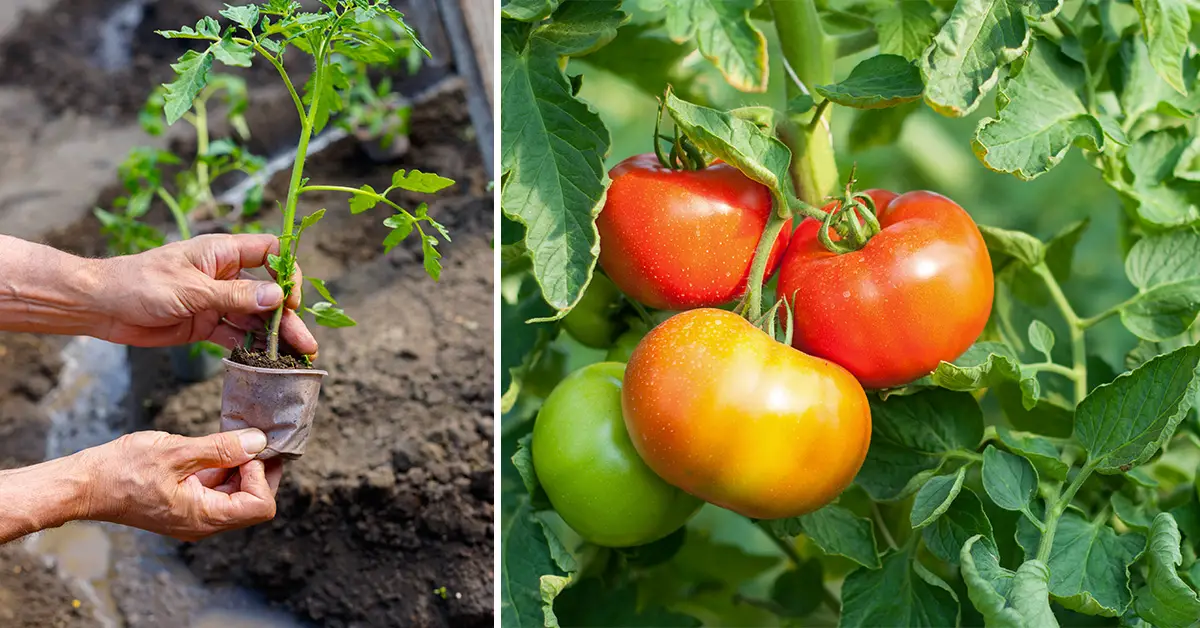 planting tomatoes