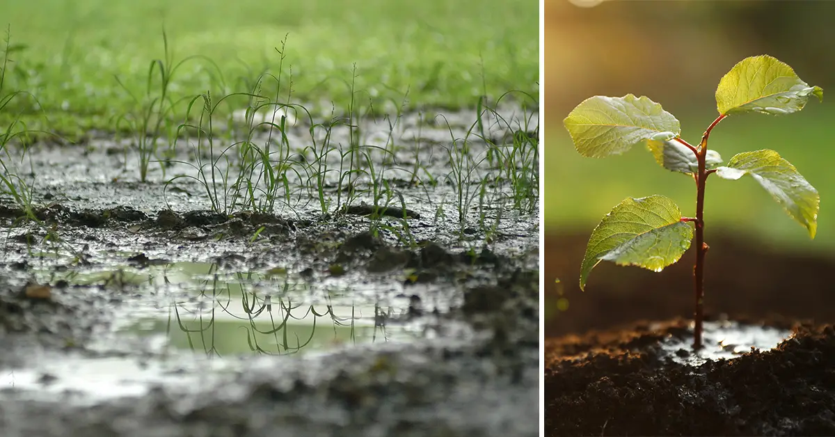 plants wet soil