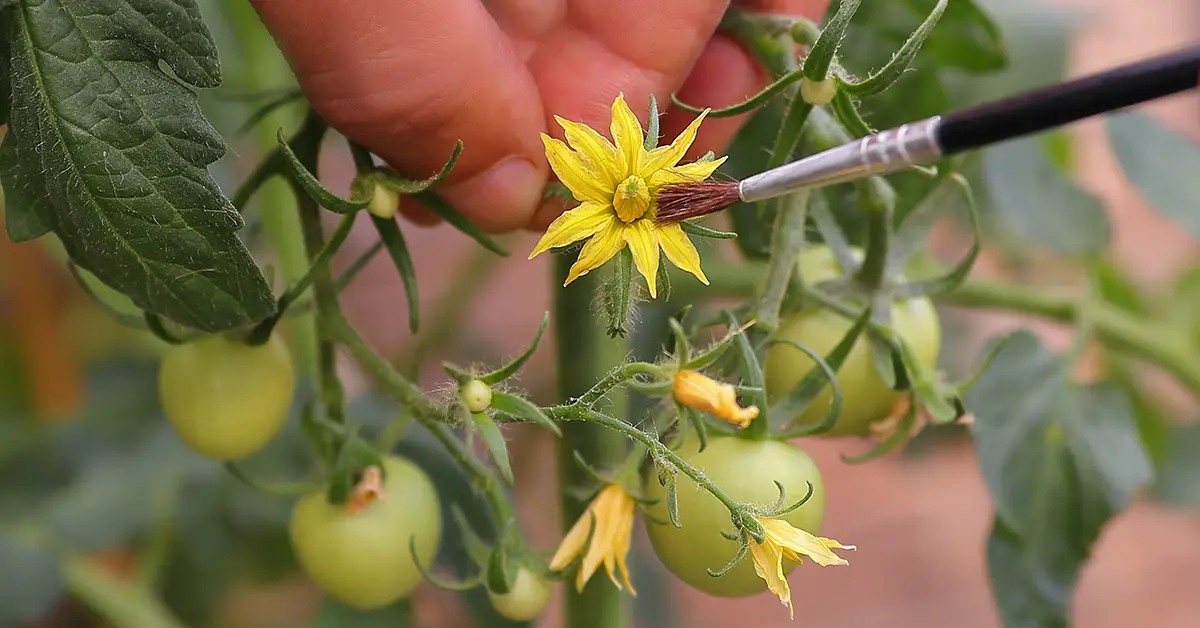 Easy Hand Pollination Method For Tomato Flowers To Multiply Production