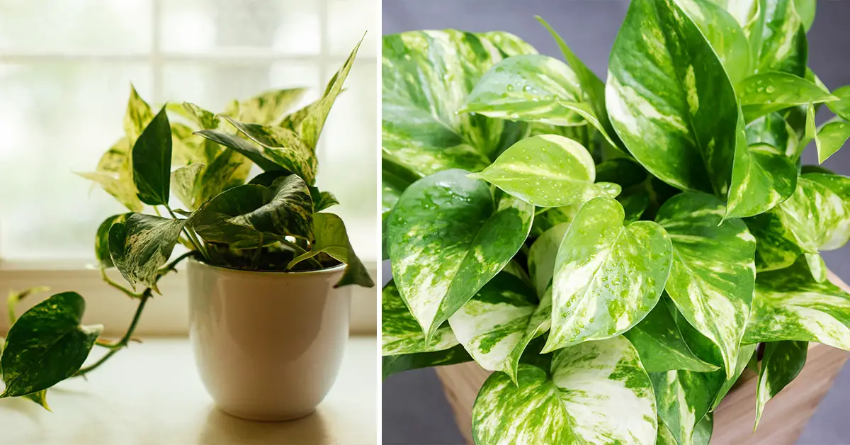 Pothos Problems & Easy Solutions for a Healthy Plant