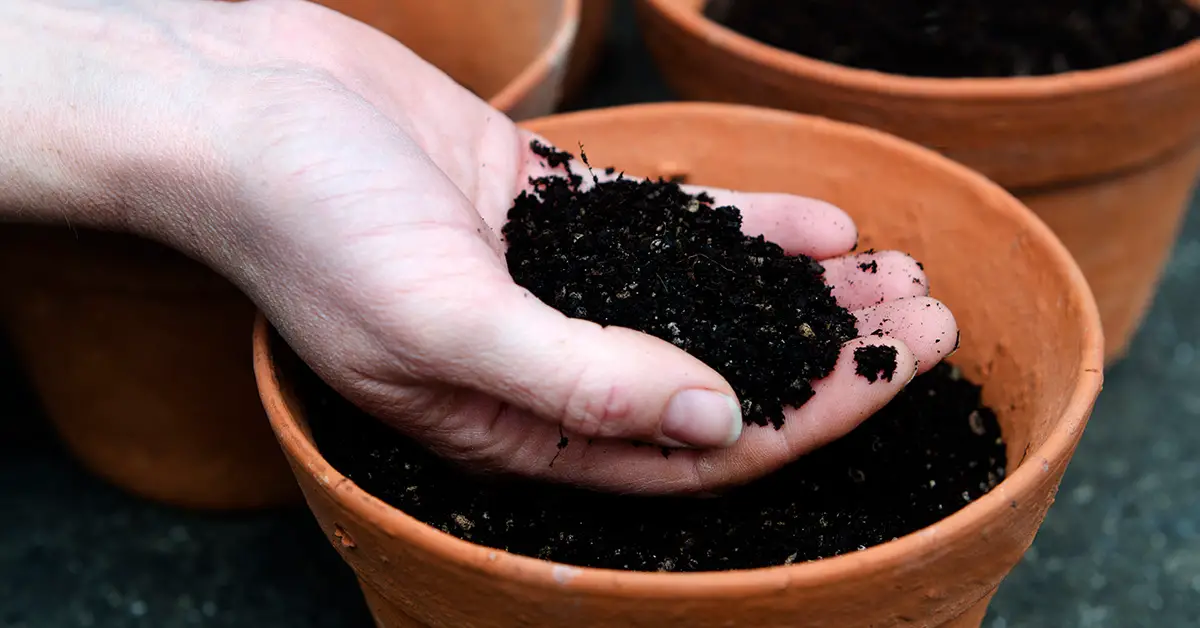 potting soil