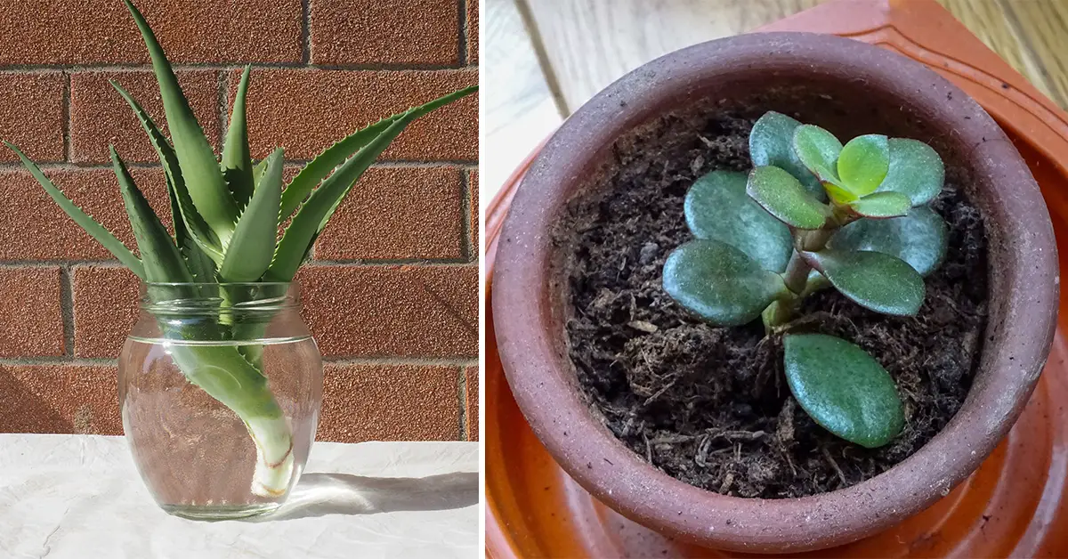 propagate succulents