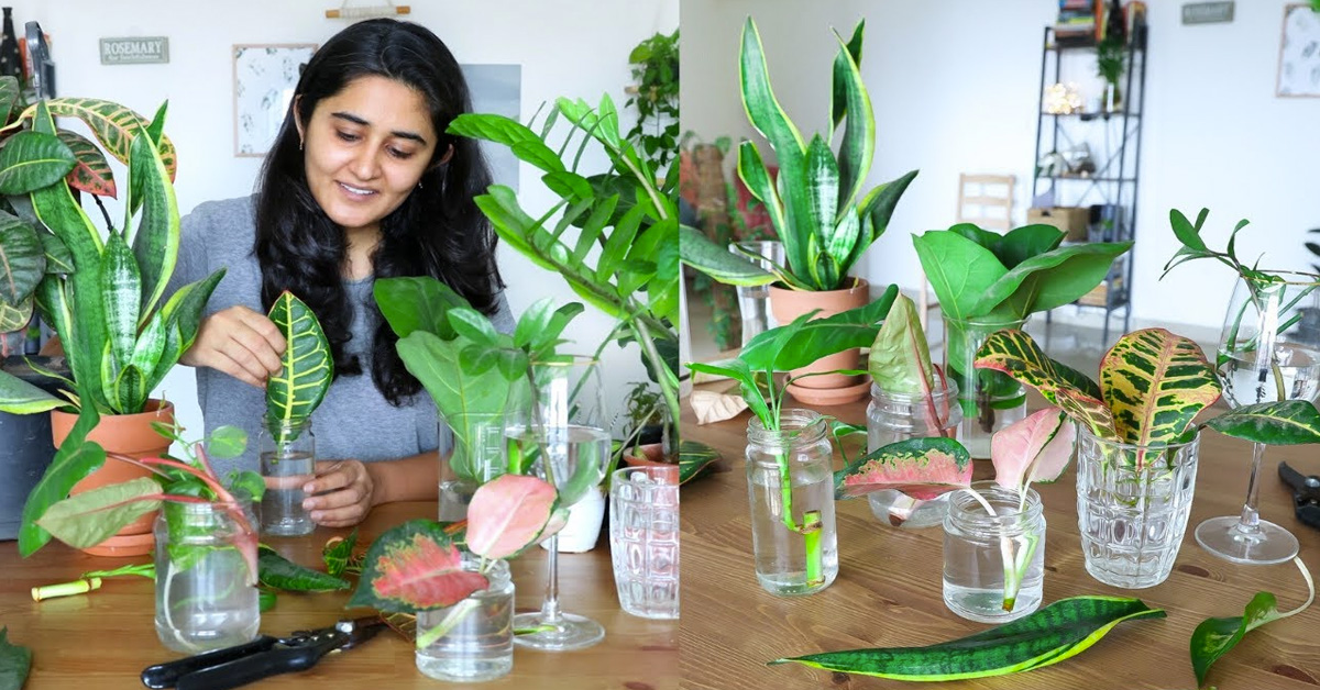 propagate indoor plants