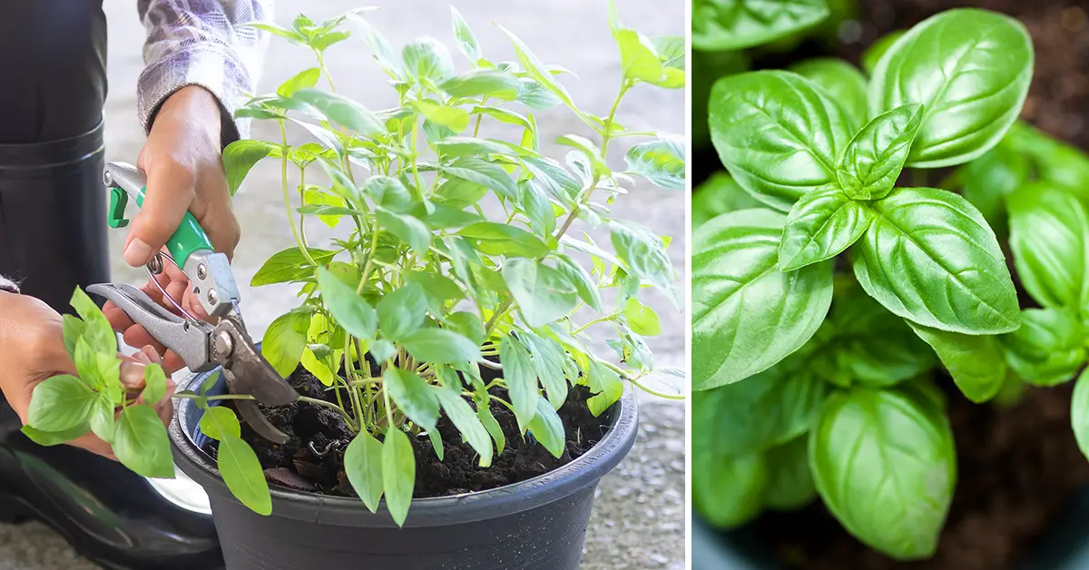 prune basil plant