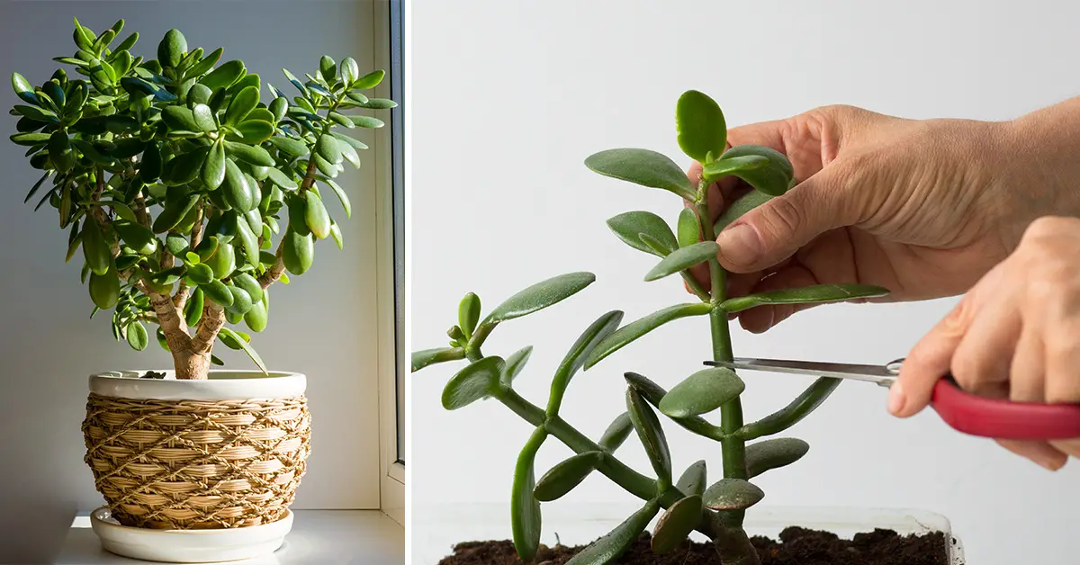 prune jade plant