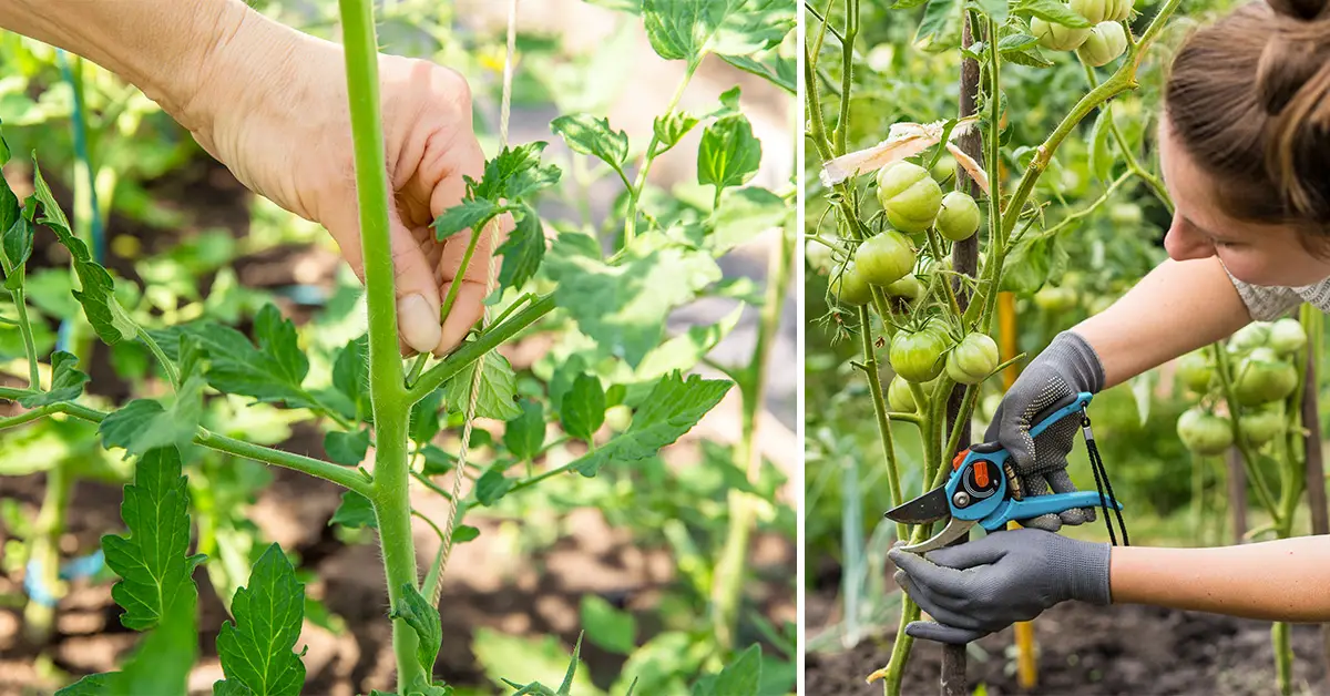 prune tomatoes